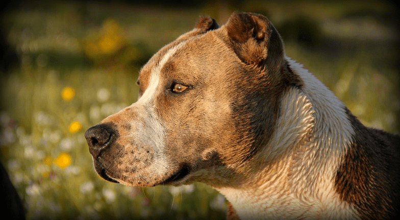 Do Bad Dogs Really Exist do-bad-dogs-really-exist