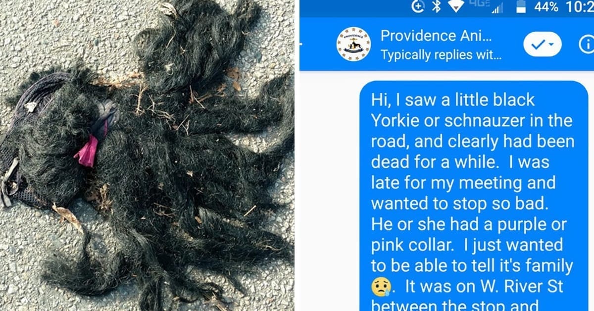 Woman Calls Police To Report A Dead Dog, Gets Hilarious And Unexpected Response